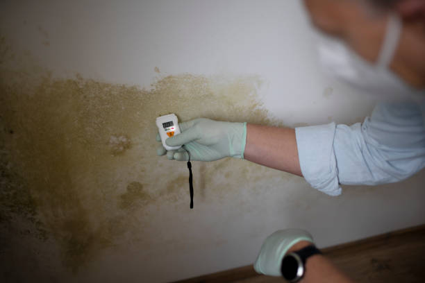 Best DIY Mold Remediation Support Services in Ladonia, AL