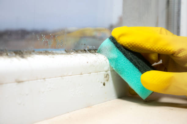 Best Post-Flood Mold Remediation in Ladonia, AL