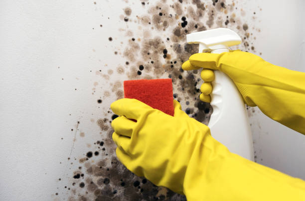 Best Industrial Mold Remediation in Ladonia, AL