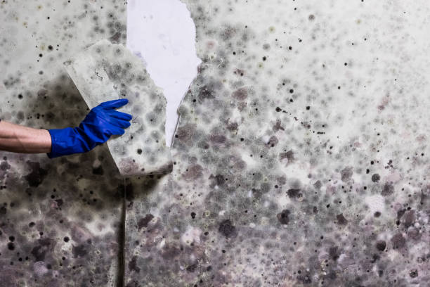 Best White Mold Remediation in Ladonia, AL